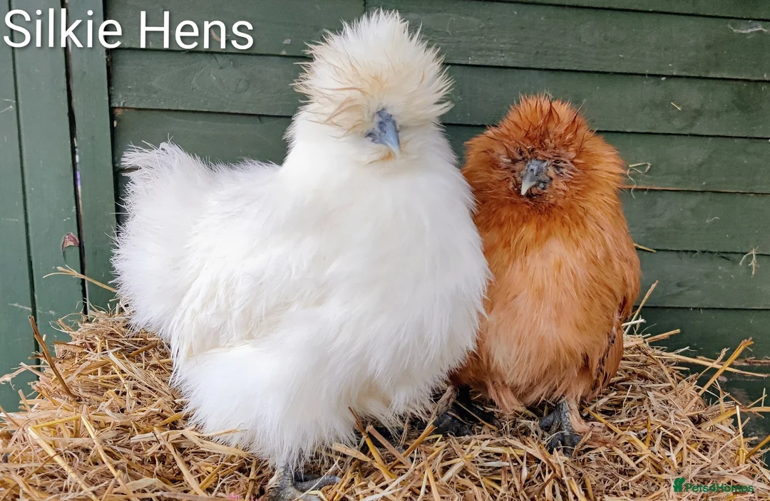 Chickens poultry for sale: Bantam Hens  - Advert 2
