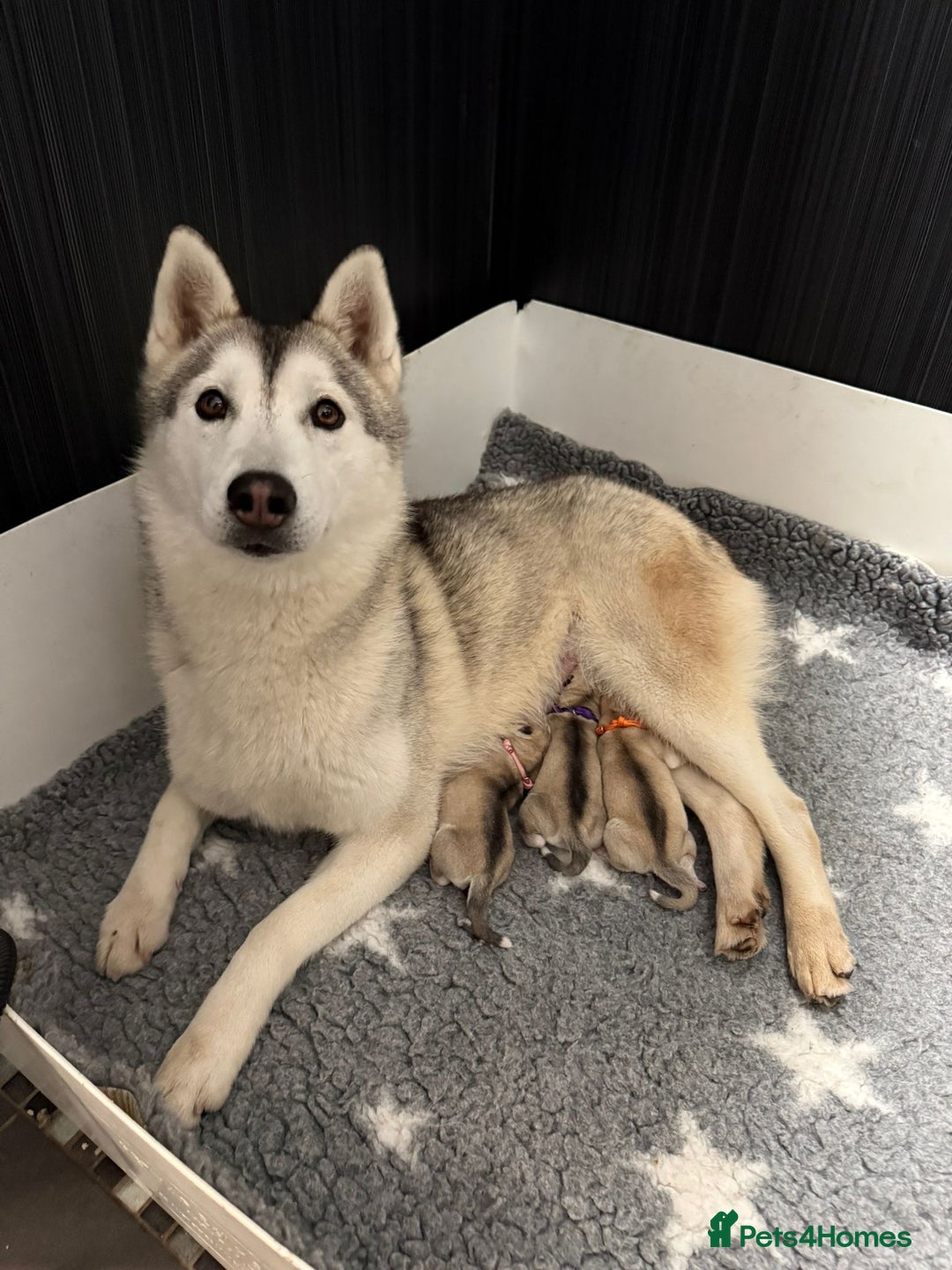 Siberian Husky dogs for sale: ✨ Exceptional Pedigree Siberian Husky Puppies ✨ - Advert 4