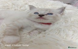 Ragdoll cats for sale: Adorable Ragdoll kittens - Image 9