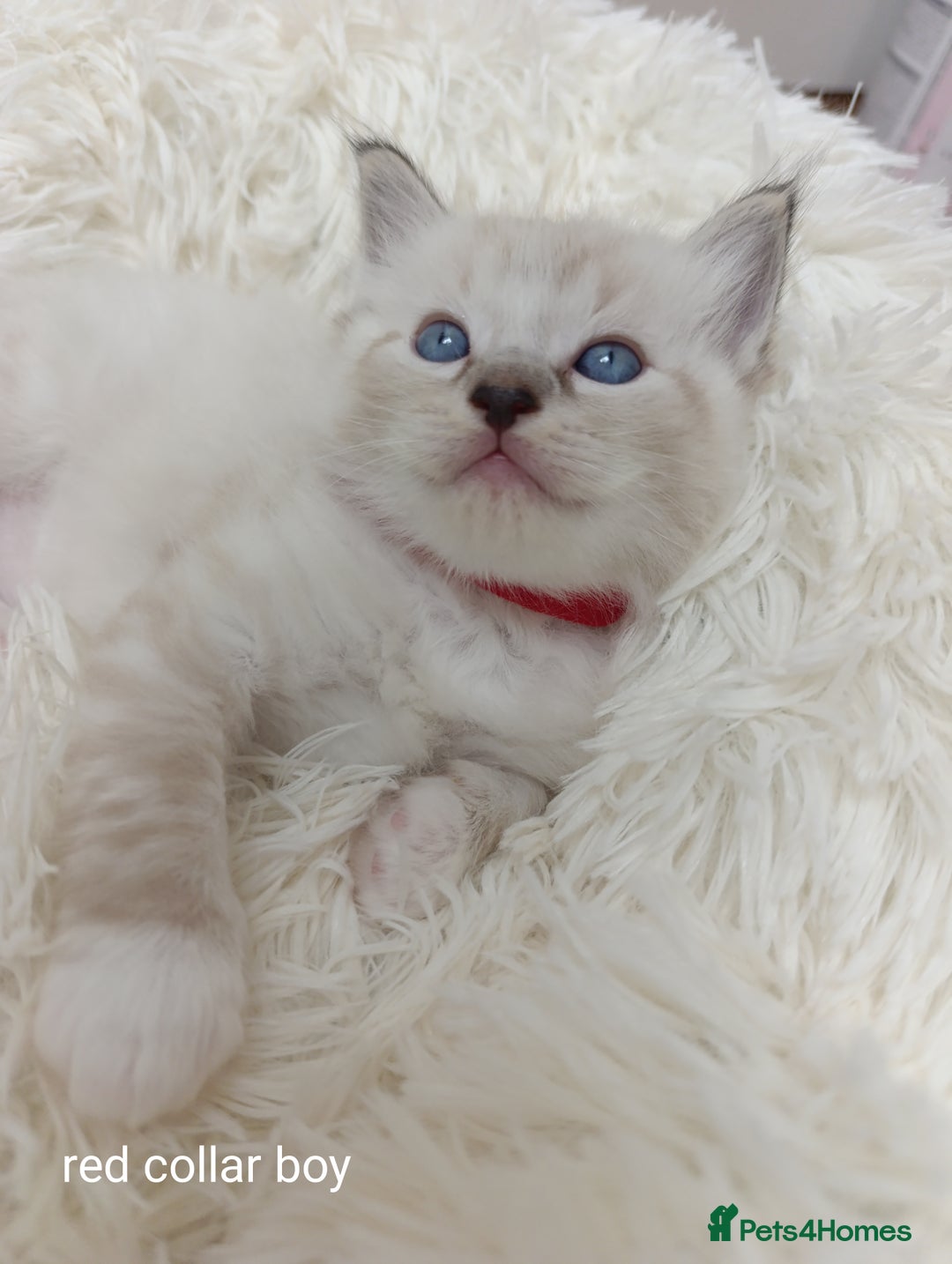 Ragdoll cats for sale: Adorable Ragdoll kittens - Image 9