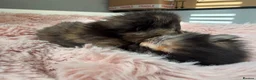Mixed Breed cats for sale: Healthy Fluffy Black Tortie Ragdoll Cross Kittens  - Advert 18