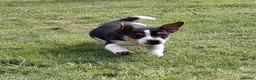 Jack Russell dogs for sale: Tri-colour Jack Russell Dog puppy - Advert 4