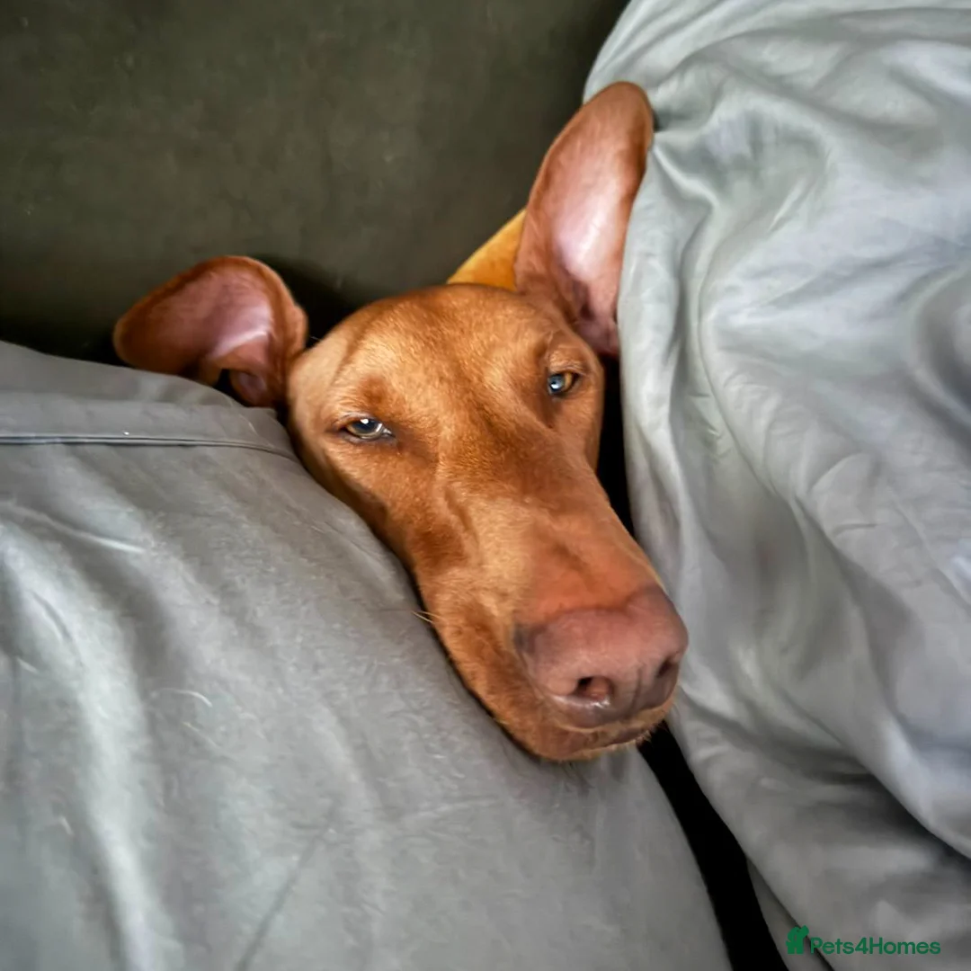 Mixed Breed dogs for adoption: Robbie - Spanish Podenco - Advert 2