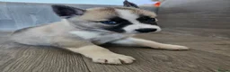 Huskita dogs for sale: Puppies for sale  - Advert 27