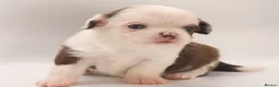 Chihuahua dogs for sale: ⭐️ Classic Apple Head KC Long Coated Chihuahuas ⭐️ - Advert 4