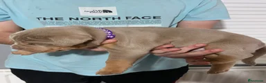 Olde English Bulldogge 1