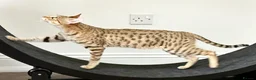 Savannah cats for sale: Beautiful Golden Savannah Girl Scampi - Advert 3