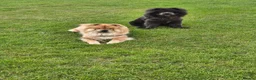 Chow Chow dogs for stud: KC Registered Chow Chow - Advert 3
