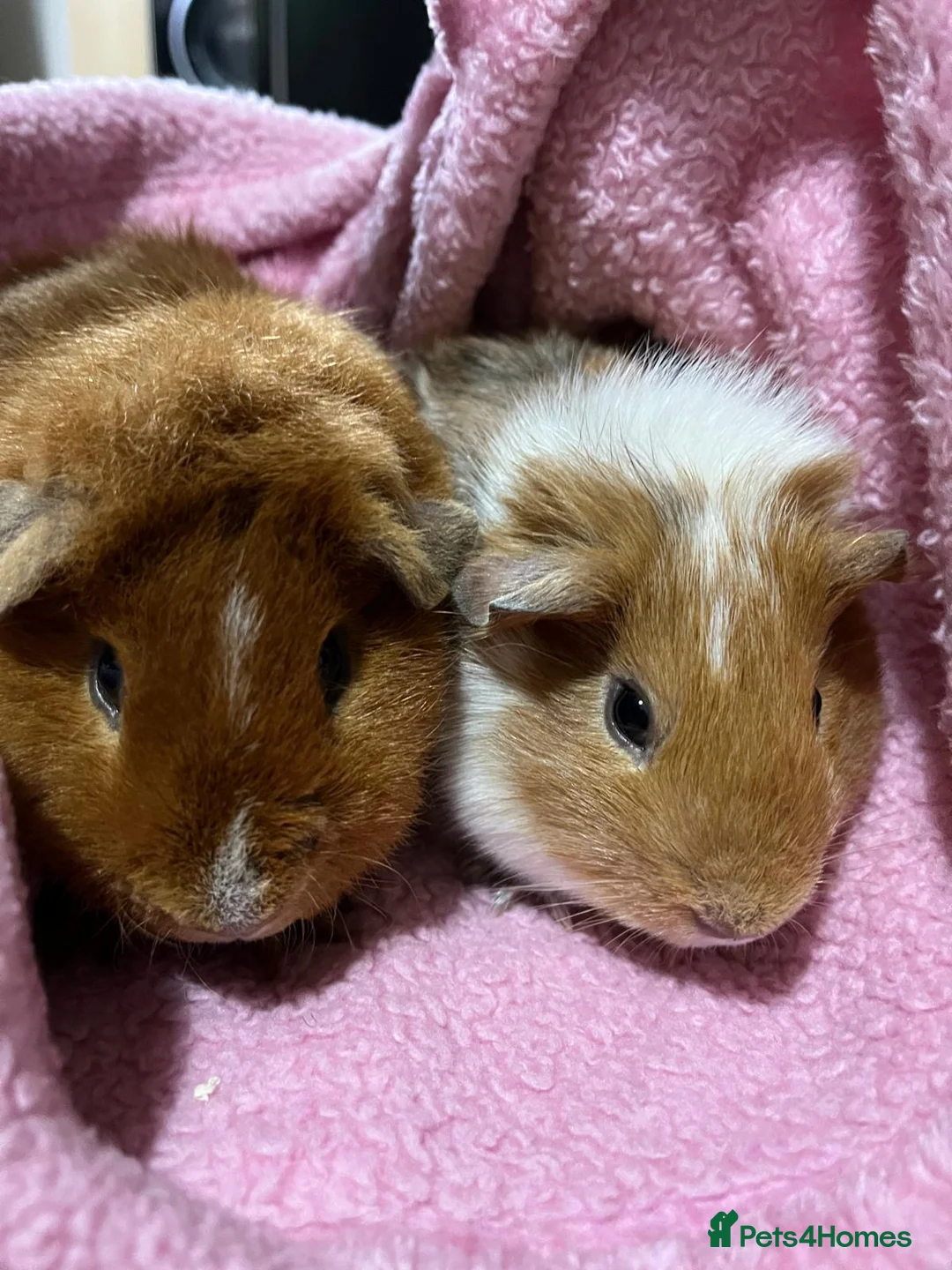 Guinea Pig rodents for sale: 2 male guinea pigs - Advert 6