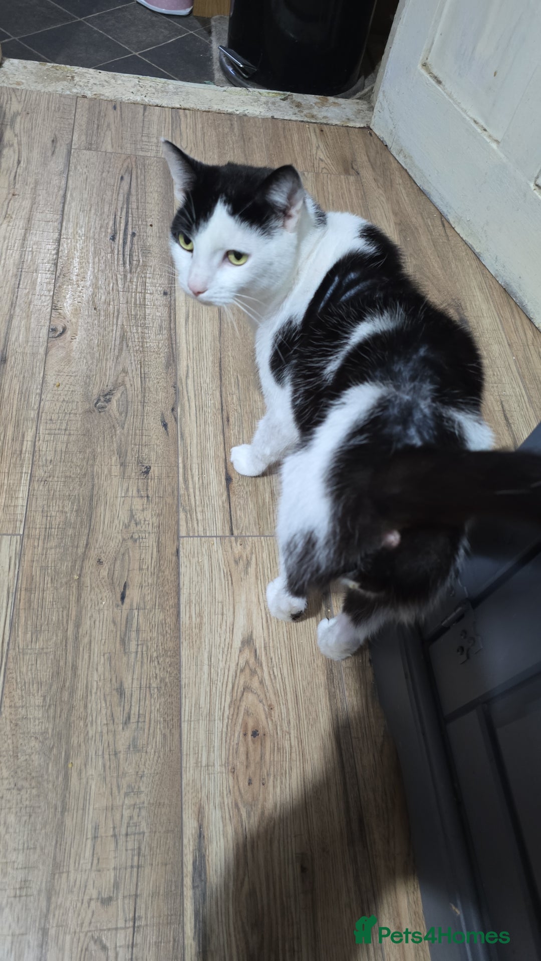 Domestic Shorthair cats for sale: 2 Adult Cats (1 male/1 female). FREE TO GOOD HOME - Image 7