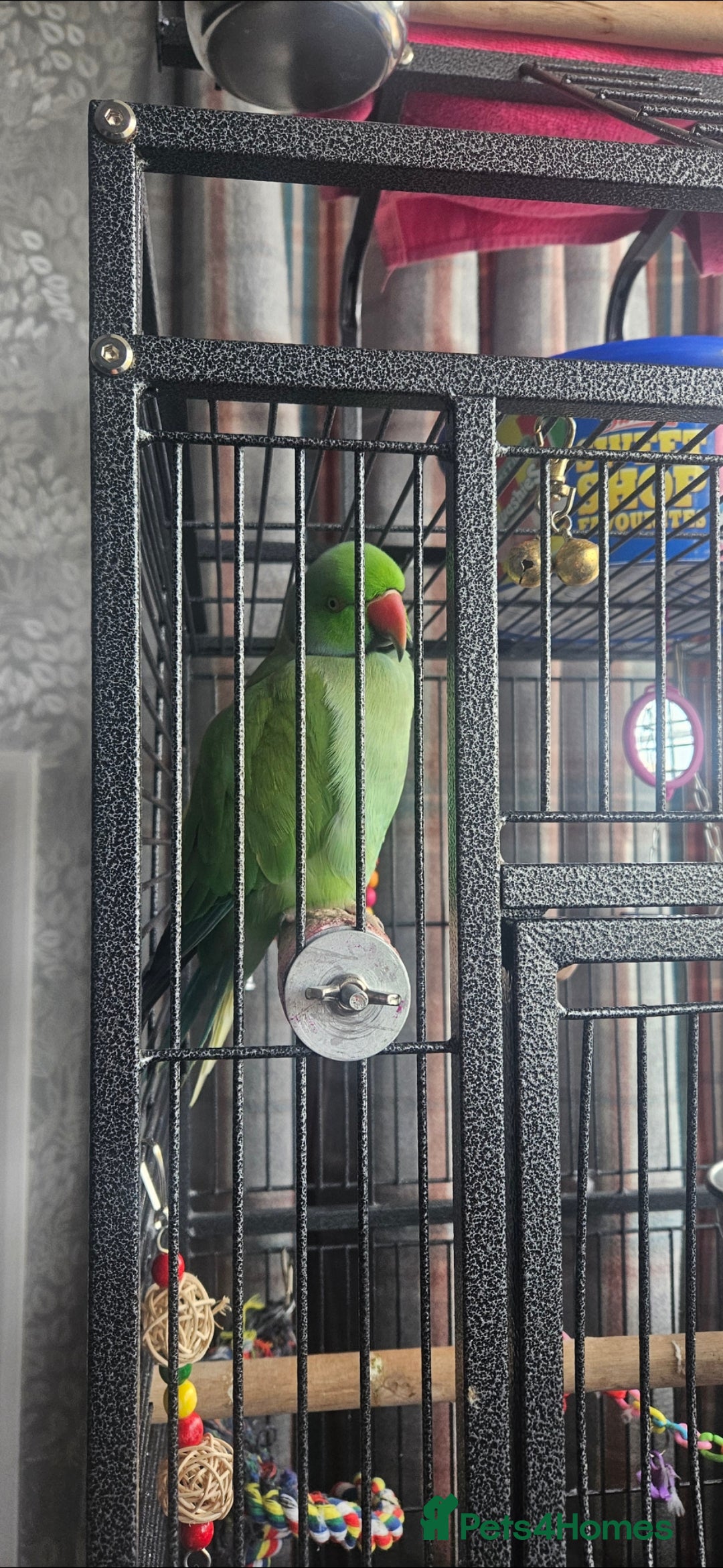 Parrots birds for sale: Male Indian Ringneck - Advert 1