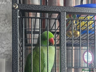 Parrots birds Male Indian Ringneck - Advert 1