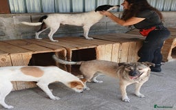 Mixed Breed dogs for adoption: Kiwi, 1 yr old. Available for adoption. - Image 24