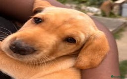 Labrador Retriever dogs for sale: Labrador Puppies for sale in London -KC registered - Image 14