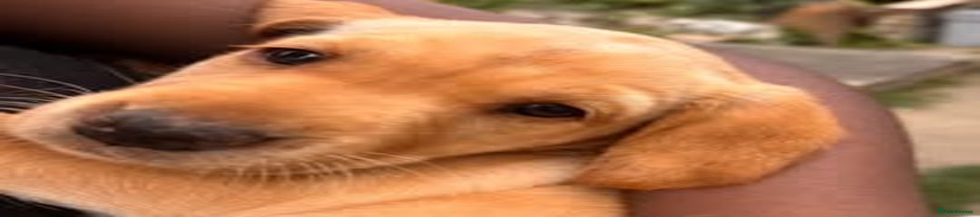 Labrador Retriever Puppy 6