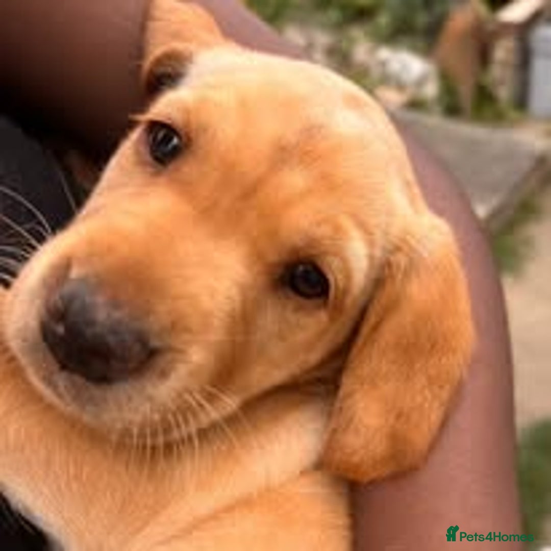 Labrador Retriever dogs for sale: Labrador Puppies for sale in London -KC registered - Image 14