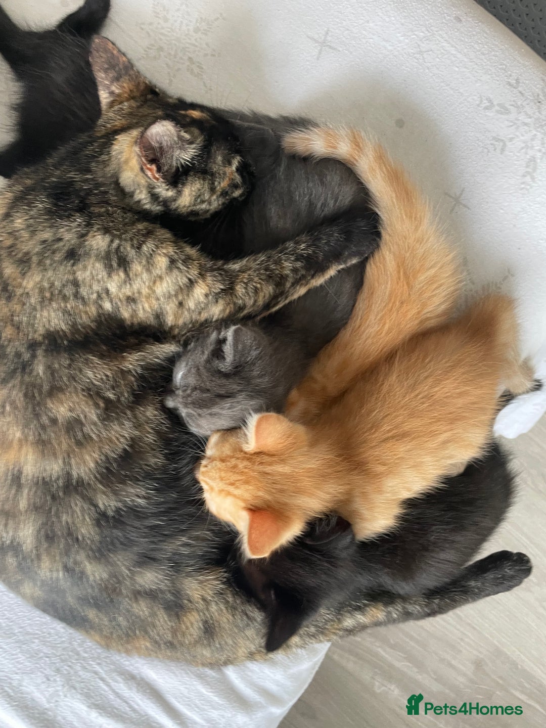 British Shorthair cats for sale: 5 kitties for sale  - Image 1
