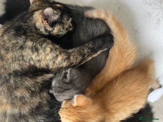 British Shorthair cats - Advert 27