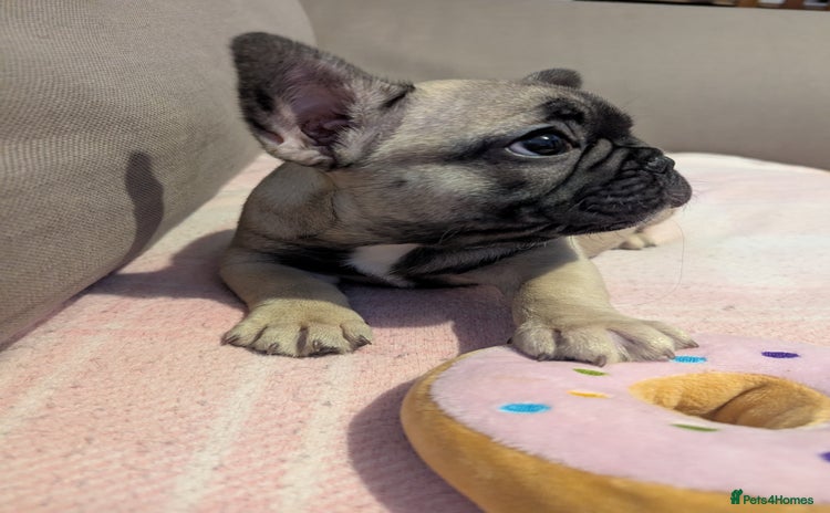 French Bulldog dogs - Advert 13