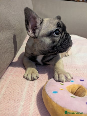 French Bulldog dogs - Advert 3