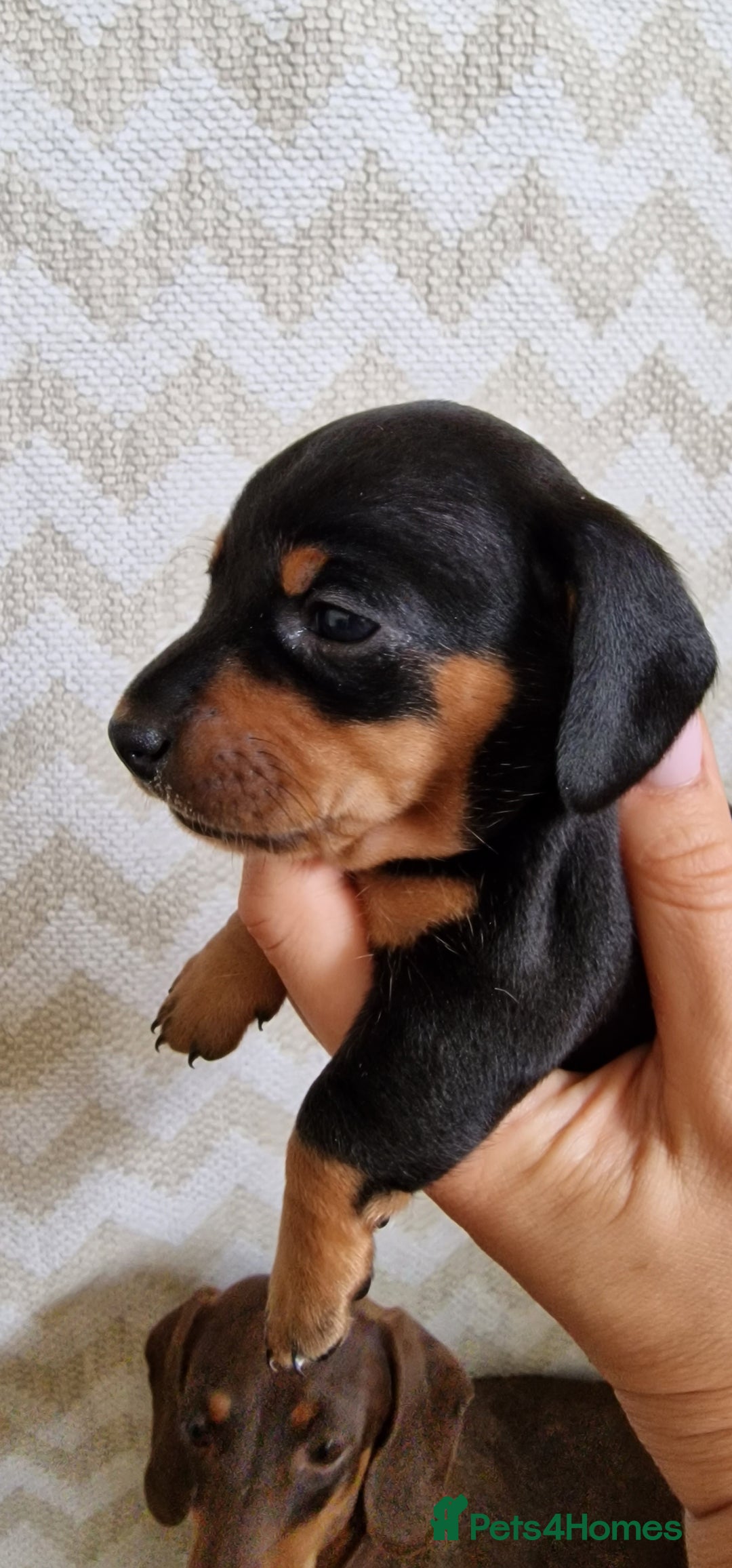 Dachshund dogs for sale: Standard Dachshund Show-quality Puppies - Image 20
