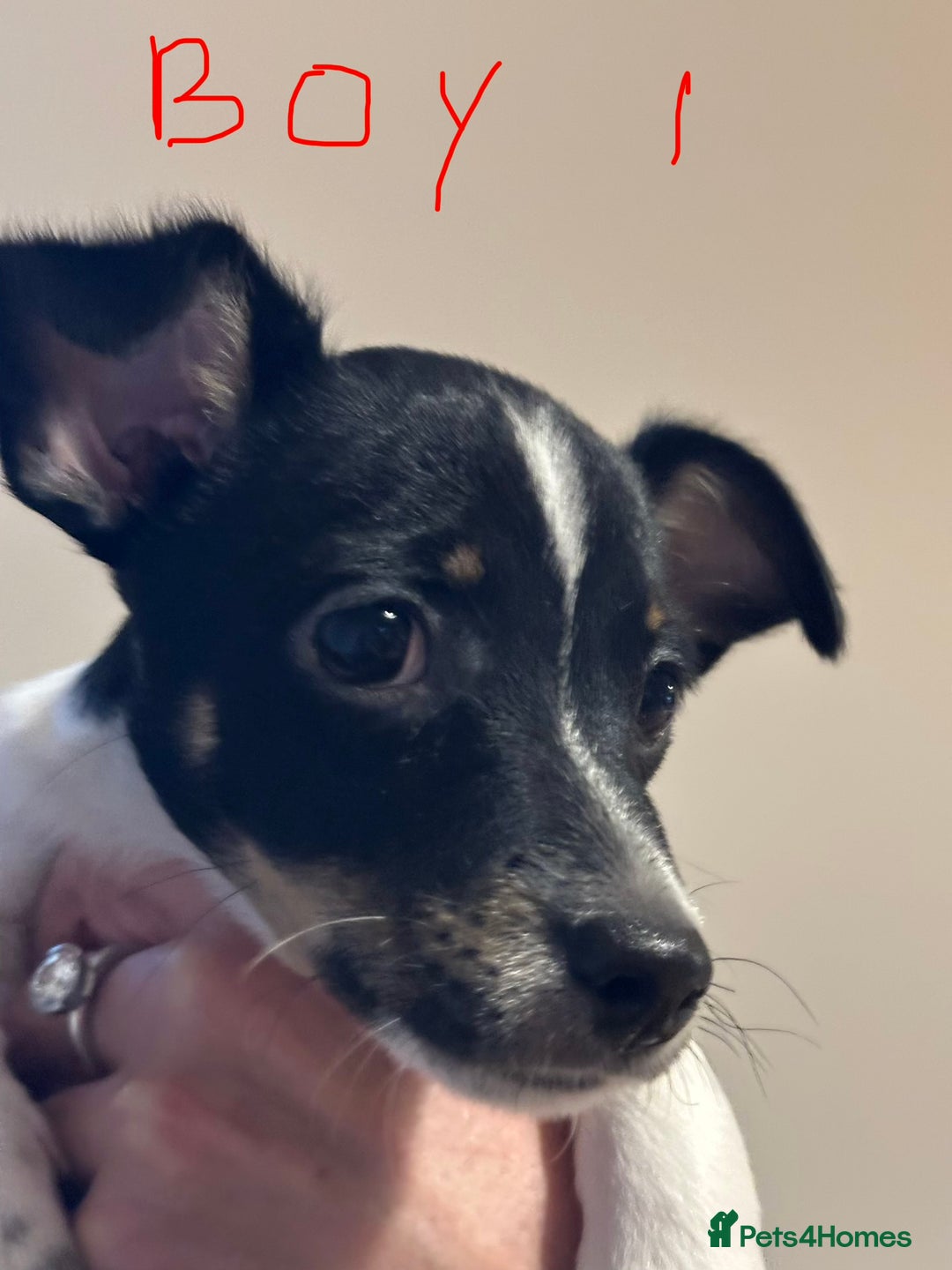 Mixed Breed dogs for sale: Chihuahua Terrier cross puppies. 1 Boy & 1 Girl - Advert 6