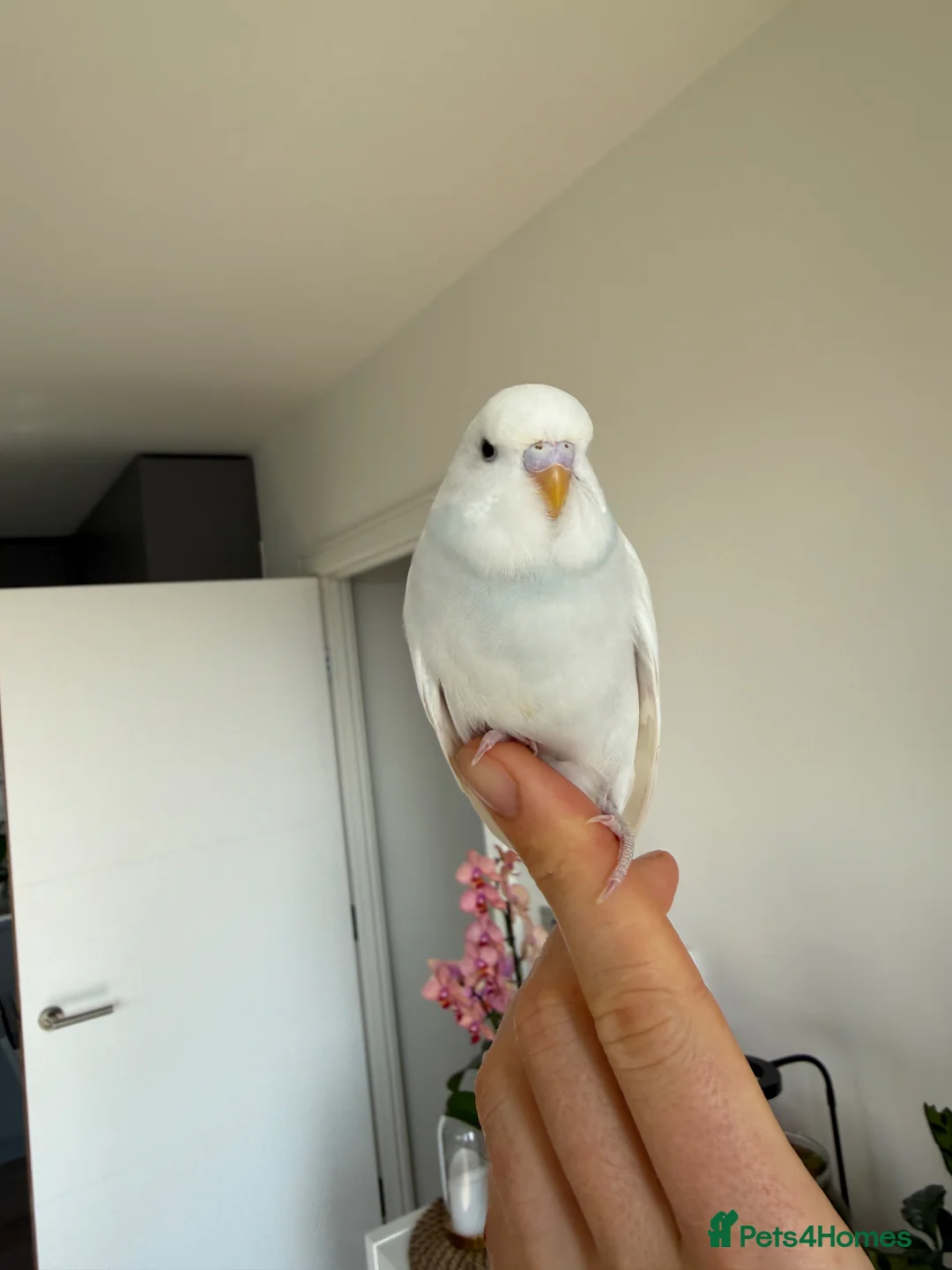 Budgerigars birds for sale: Young Budgies - Advert 2