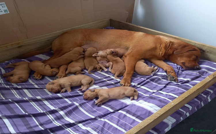 Labrador Retriever dogs - Advert 3