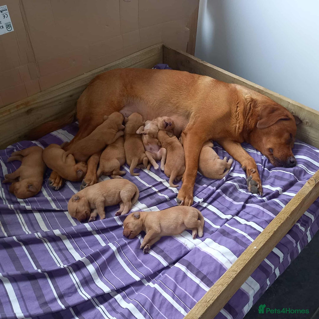 Labrador Retriever dogs for sale: KC Reg Fox red labrador litter of 6 dogs 4 bitches - Image 6