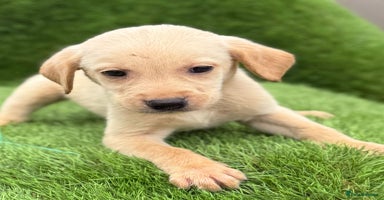 Labrador Retriever dogs - Advert 12