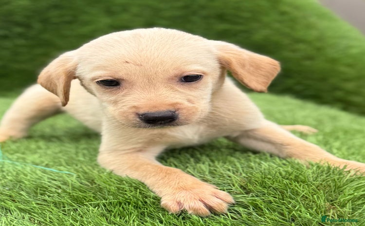 Labrador Retriever dogs - Advert 1