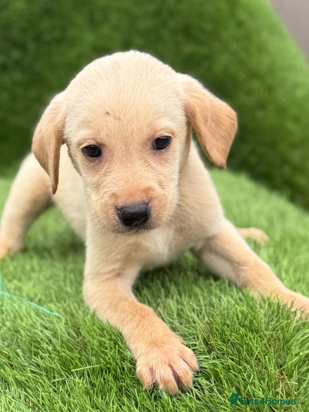 Labrador Retriever dogs for sale: Labrador pups  - Image 18