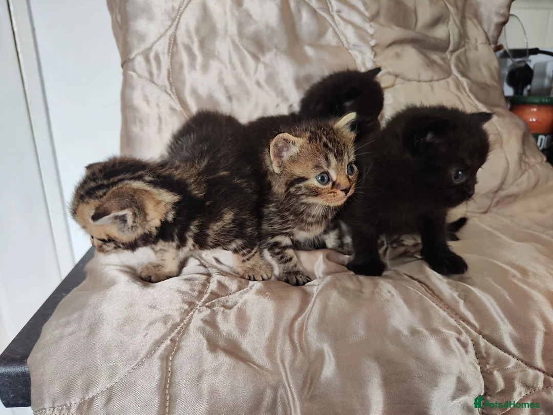 British Shorthair cats for sale: BSH MAKE ME OFFER - Advert 2