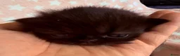 Persian cats for sale: Litter of Persian & Exotic Kittens Available  - Advert 10