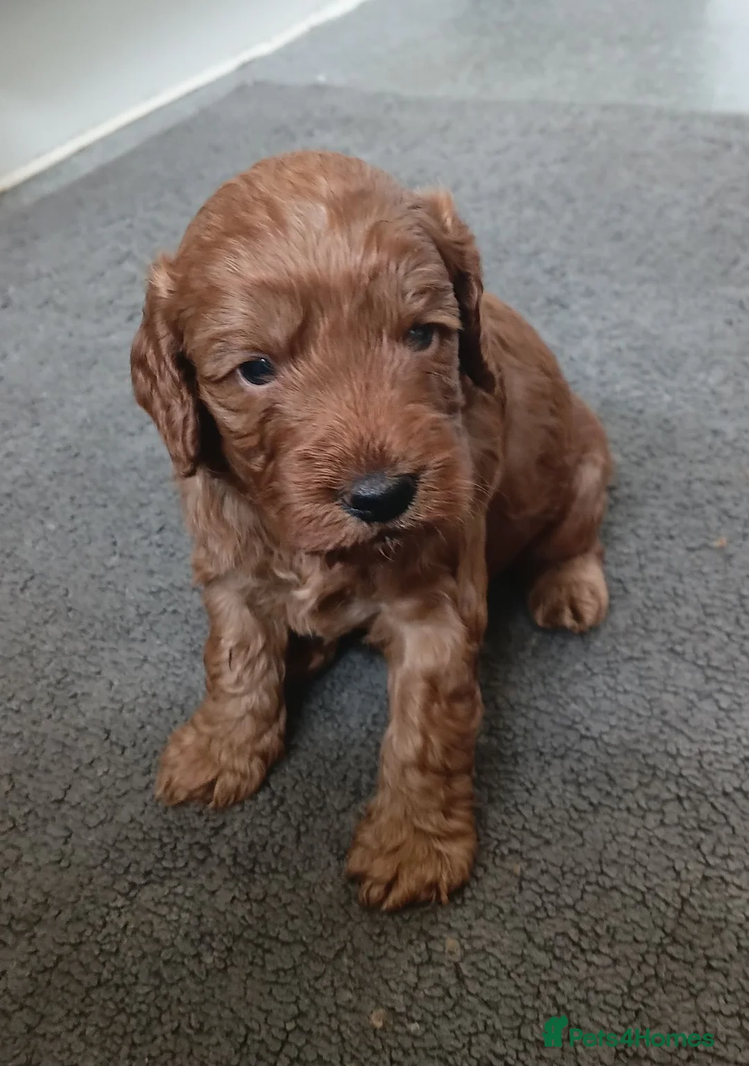 Cockapoo dogs for sale: Cockapoo boy - Advert 3