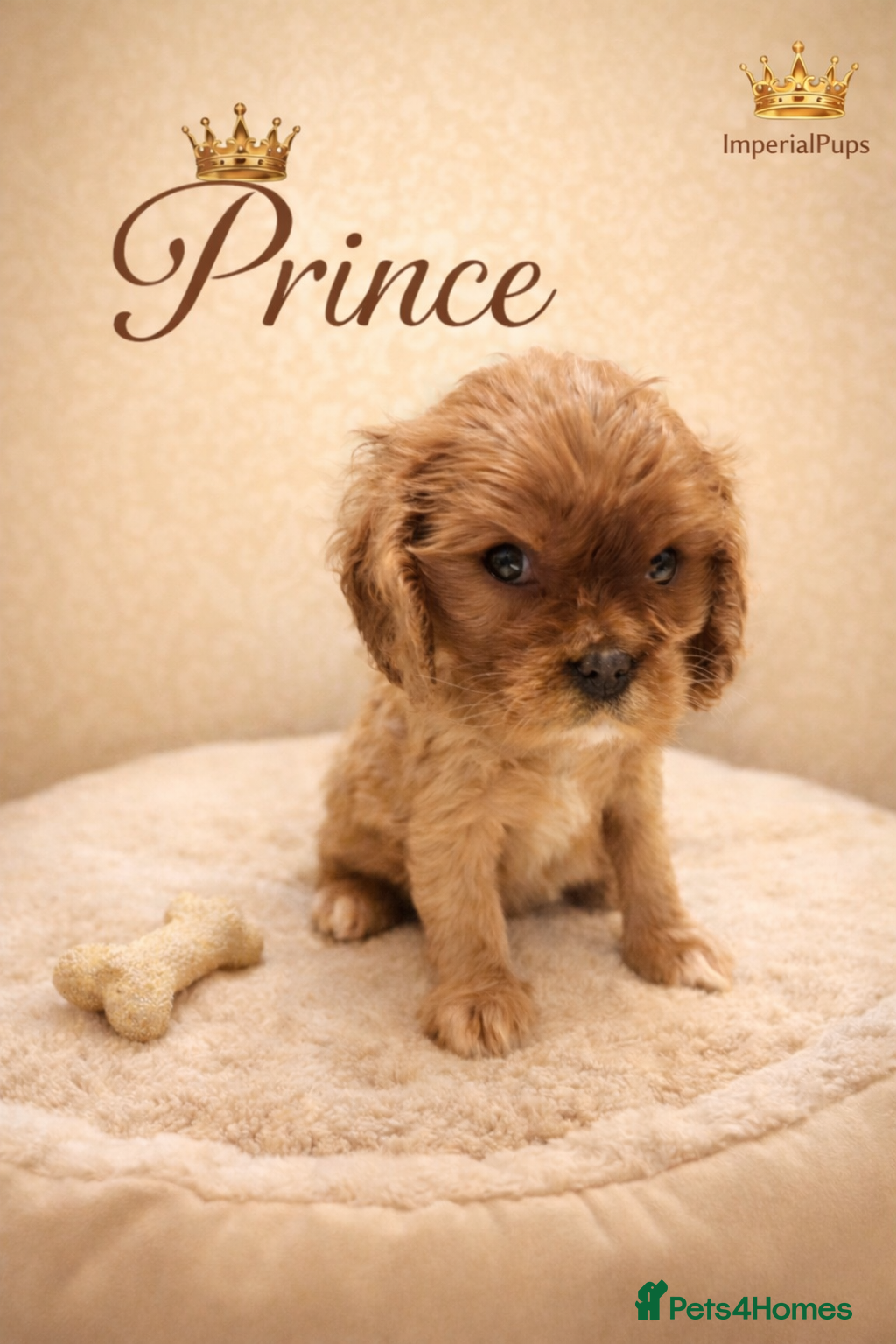 Cavalier King Charles Spaniel dogs ✨️ KC Registered Cavaliers ruby Boy available  - Advert 7