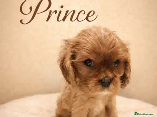 Cavalier King Charles Spaniel dogs ✨️ KC Registered Cavaliers ruby Boy available - Advert 7