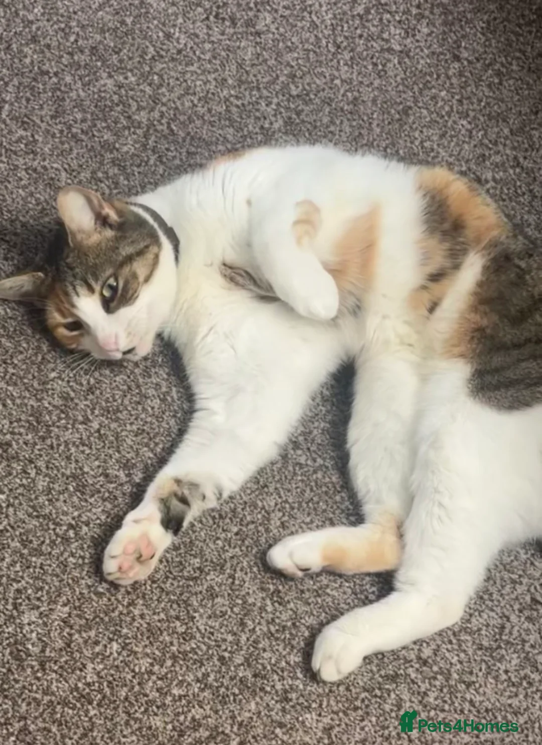 Mixed Breed cats for sale: Looking for a loving home for Rosie  - Advert 5