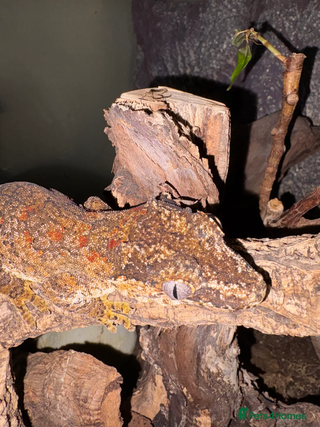 Gecko reptiles for sale: 3 Gargoyle Geckos - Advert 16