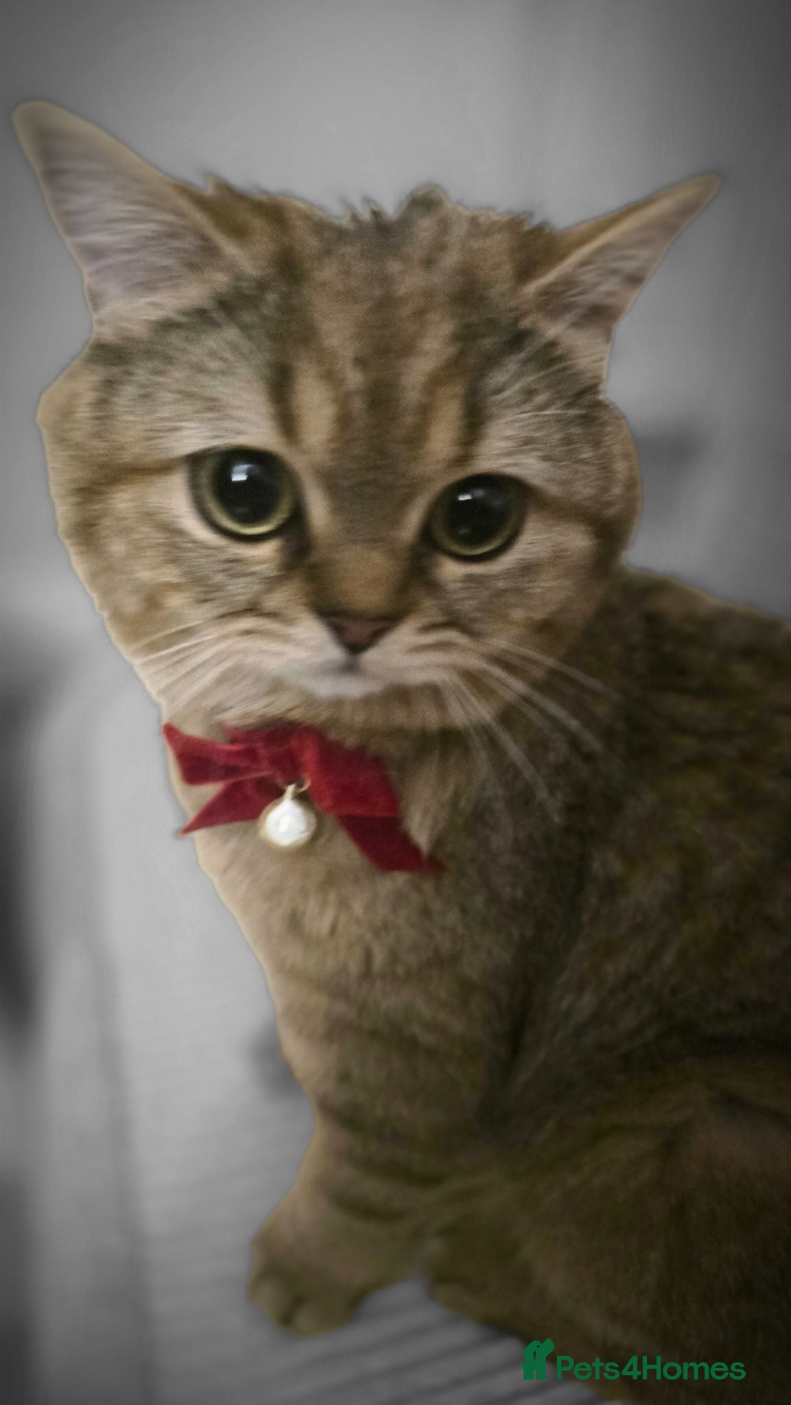 British Shorthair cats British Black Golden Shaded - Advert 1