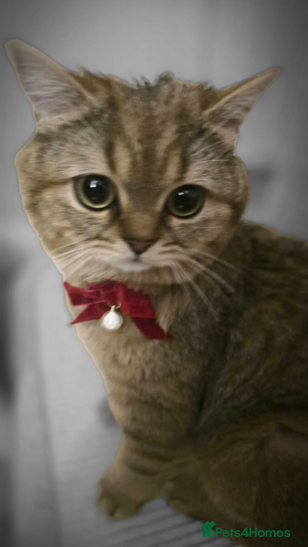 British Shorthair cats for stud: British Black Golden Shaded - Advert 2
