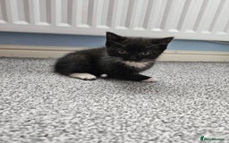 Ragdoll cats for sale: Adorable 9 Week Old Kittens - Litter Trained - Image 12