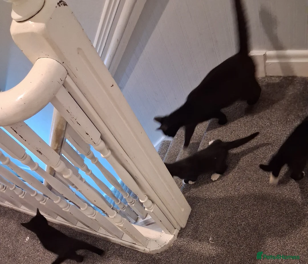Domestic Shorthair cats for sale: Four Kittens for sale - 2 Tuxedo, 2 Black in Stockton-on-Tees - Advert 2