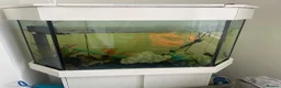 Plecos fish for sale: Fish tank  - Advert 1