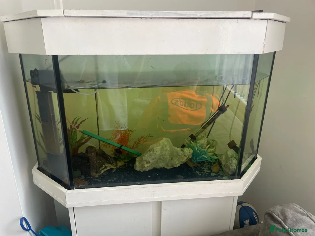 Plecos fish for sale: Fish tank  - Advert 1
