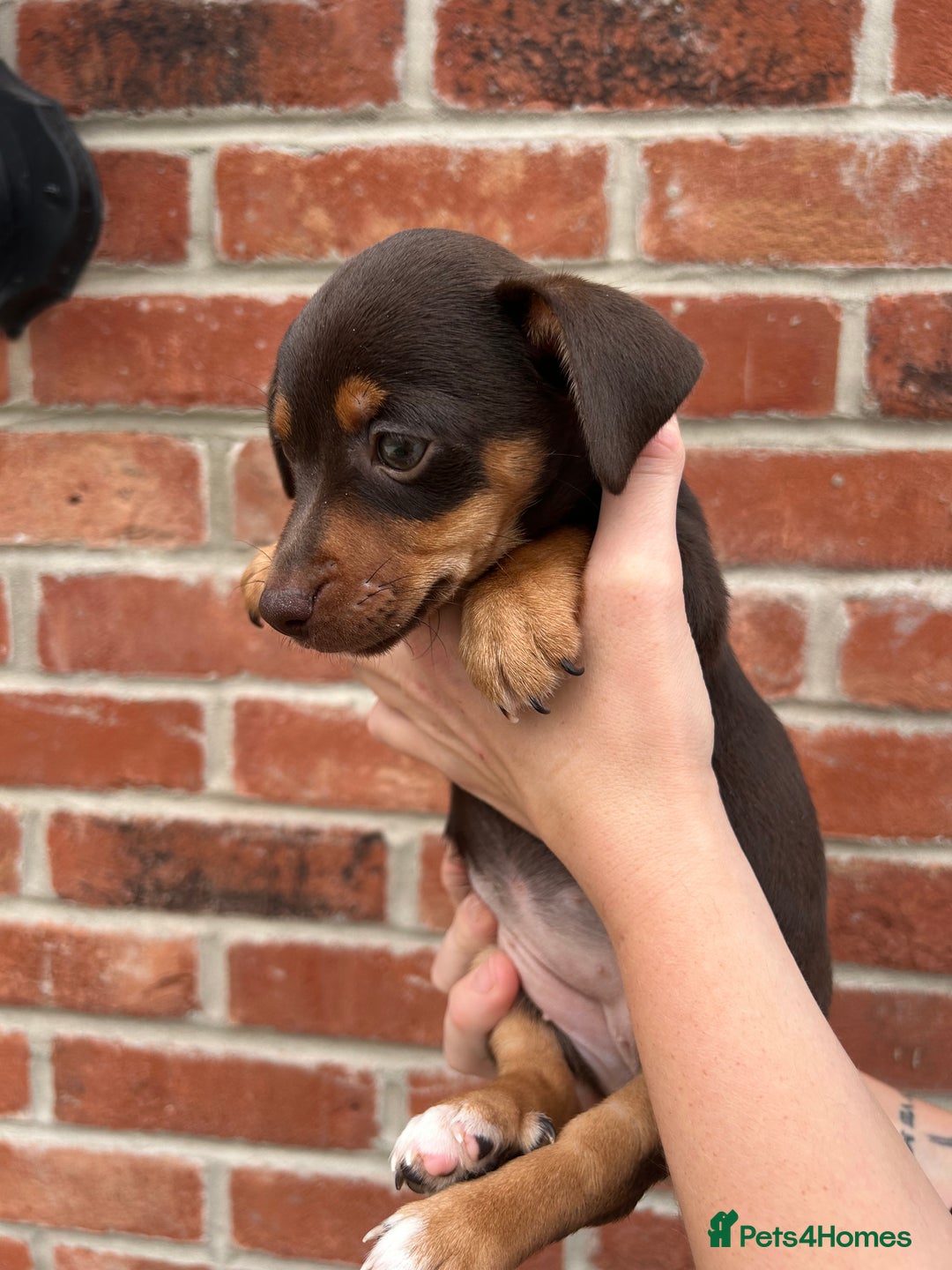 Jack Russell dogs for sale: READY NOW - beautiful tiny choc babies! 1 girly  - Image 34