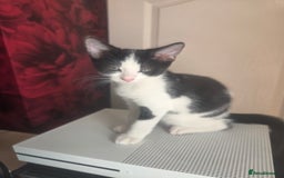 Domestic Shorthair cats for sale: 2 male kittens - Image 1