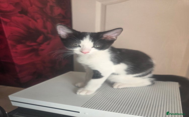 Domestic Shorthair cats - Advert 1