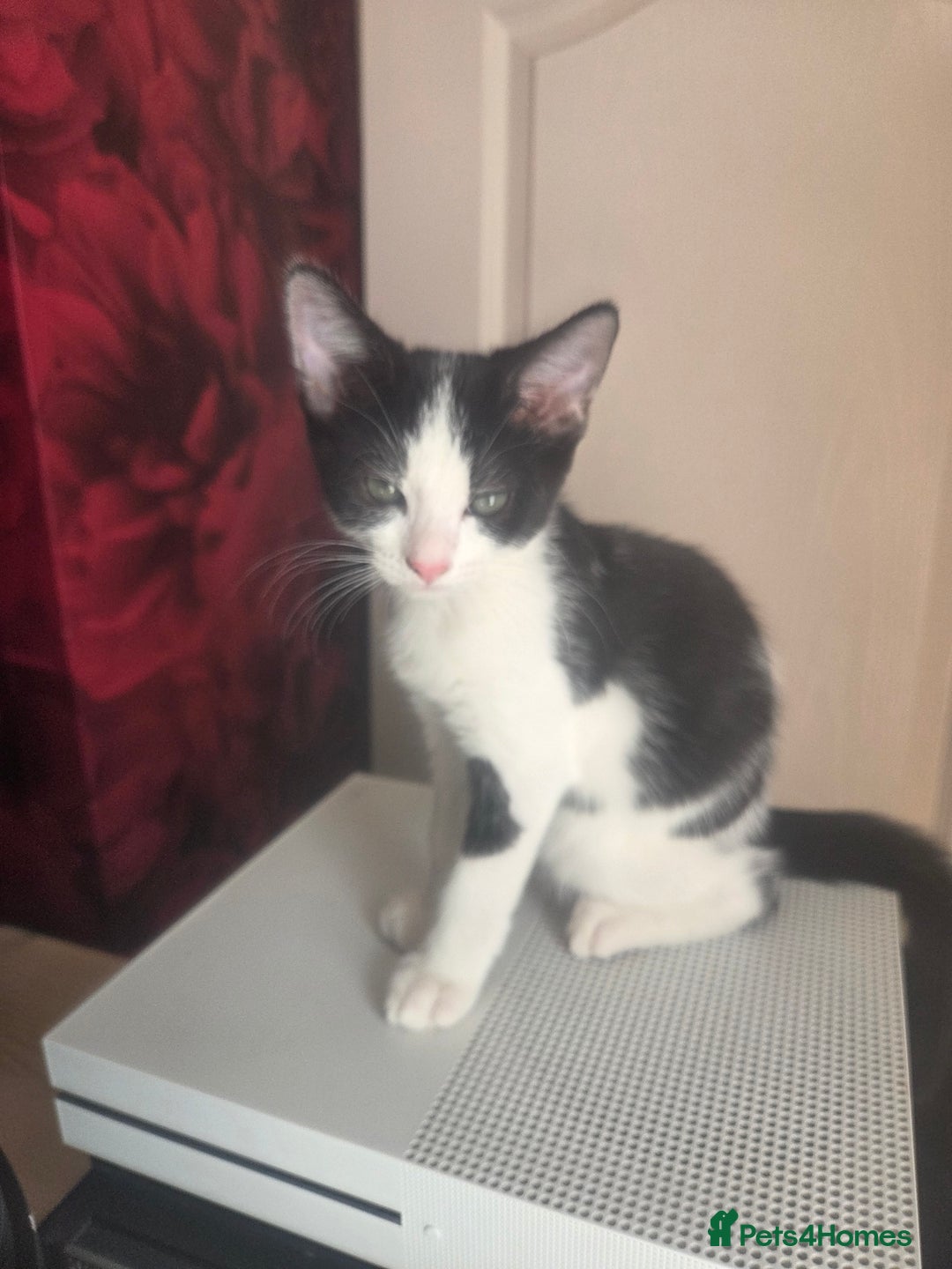 Domestic Shorthair cats for sale: 2 male kittens - Image 1