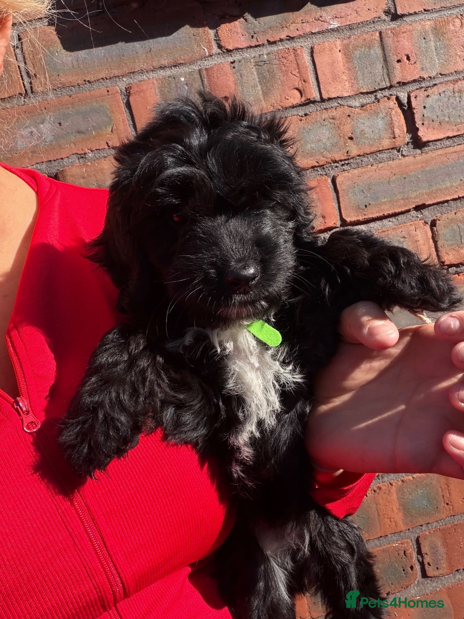 Cockapoo dogs F1 Cockapoo girl🩷 - Advert 1